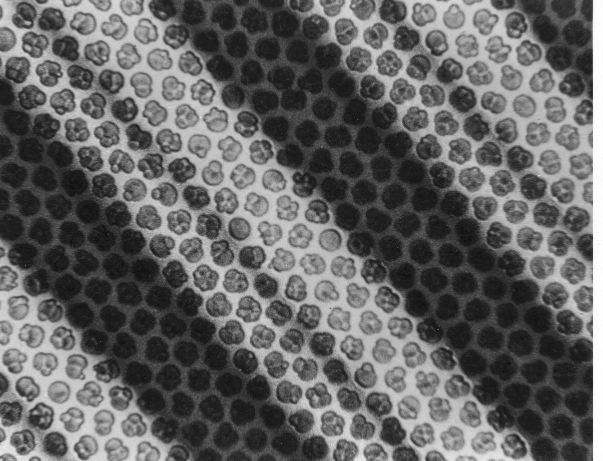 nanoparticle array